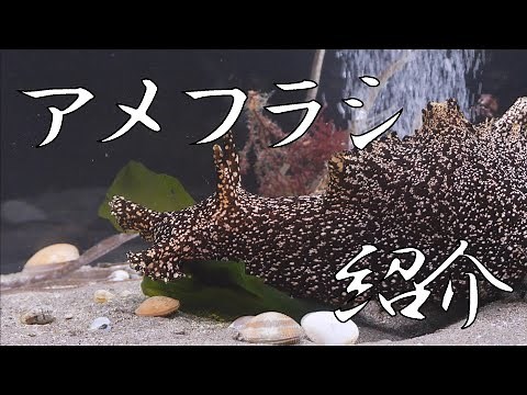 アメフラシの紹介