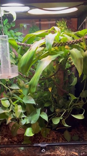 Thought Rango escaped, his tail looked like a vine! #chameleon #terrarium #rango #reptiles