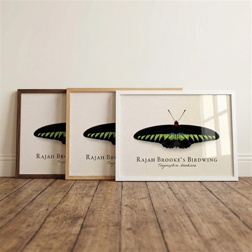 Rajah Brooke's Birdwing Butterfly Framed Print – Vintage Scientific Illustration of Trogonoptera Brookiana - Etsy