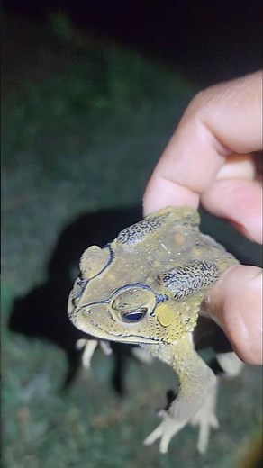 toad is screaming #shorts