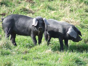Large Black pig - Alchetron, The Free Social Encyclopedia