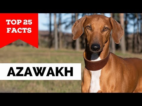 99% of Azawakh Dog Owners Don't Know This
