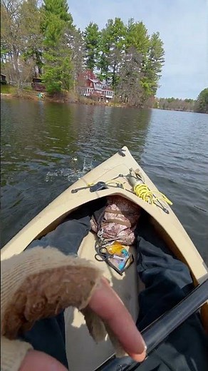 BIG Spring Pickerel SMASHES This Chatterbait Rig! (MUST TRY Setup 🔥) #fishing #bassfishing