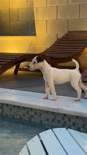 Foxy Roxy🐶🐾 on Instagram: "The innocence of a puppy is truly special. Here she is discovering the spool for the first time. I thought she’d jump in, she’s bold and fearless 🥹 #AnimalNecessity #jrtlife #ForeverFoxyRoxy 🕊️"