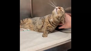 8.3K views · 660 reactions | ID 56316929 One-year-old Orion is...