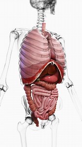 181K views · 2.8K reactions |  Peristalsis: The Rhythm of Digestion...