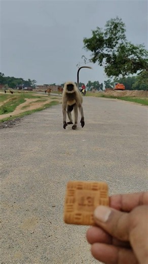 Langur Runs Across the Road for a Biscuit! 🐒🍪 | Amazing Monkey Moment #Shorts