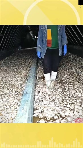 The Strange Garlic Farm That Grows Golden Sprouts in Total Darkness | Compass Points