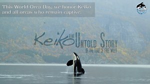 29K views · 2K reactions | This #WorldOrcaDay, we honor Keiko and all the orcas who remain captive. May you all return to the ocean, just like Keiko did. Learn more about the real #FreeWilly with Keiko: The Untold Story, streaming worldwide on Vimeo: https://vimeo.com/ondemand/keikotheuntoldstory | Keiko: The Untold Story | Facebook