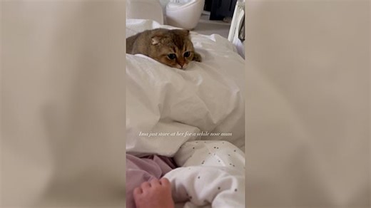 Molly-Mae Hague's cats obsessed with new baby as she dubs pets 'best bouncers'