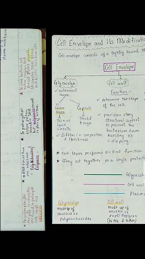 Prokaryotic cell ( Class - 11 ) Cell : The Unit of Life