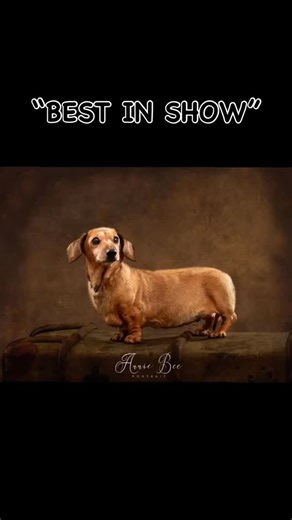 TOPSIE Winner of the Best Senior in the 2025 Dog Show at this years 140th @blakesleyshow And then this beautifully elegant lady went on to take the coveted title of “Best in Show” 😍 Part of her winning prize - courtesy of the dog show sponsors @towcestervetsofficial_ - was a portrait session here at the studio in East Haddon. We made sure we included her humans 😉 #dashundsofinstagram #dashundlove #olddogsarethebestdogs #thechildrensdog #dogphotographeruk #anniebeeportrait #petstudio | Annie Be