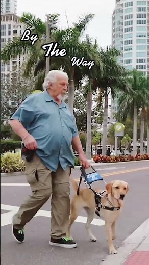 #GuideDogs lead the way, opening doors to confidence, independence, opportunity, and companionship 💕