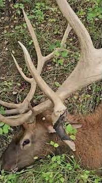 Super Unique 370" Bull Elk - 6mm Creedmoor #hunting