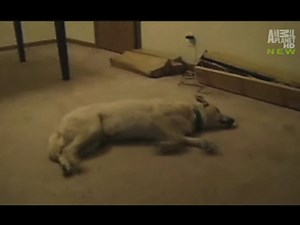 Weird True and Freaky - Sleepwalking Dog
