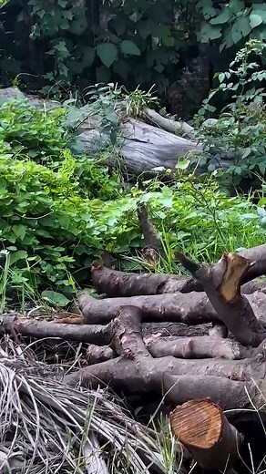 Grass removal powder | Cyclosinone Herbicide Granules | viral products 2025 #onlineshopping