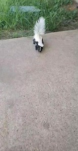 Oreo is okay as long as he knows I'm nearby. 🙂💖💞🦨 | Roxie and Friends