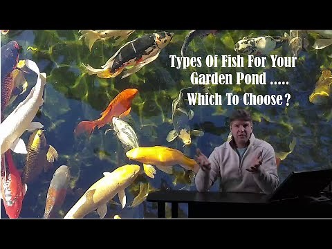 Types Of Pond Fish