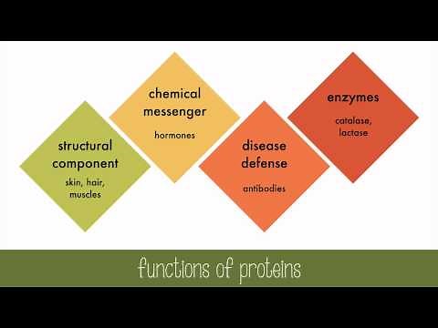 Proteins and Enzymes