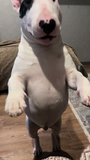 White Dog Wrooooom Time: Playful Canine Antics