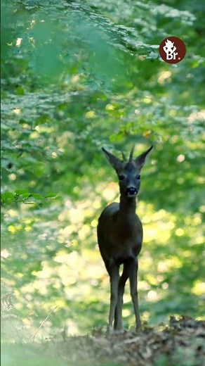 Une rencontre inattendue : #Broceliande au naturel [épisode 20]