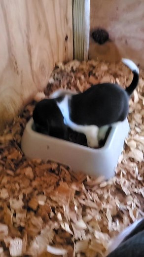 The adorable beagle puppies #beaglepuppies | Catron's Kennel