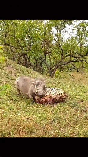 From the endless plains of the Serengeti to the majestic Ngorongoro Crater, enjoy breathtaking wildlife encounters, dramatic landscapes, and unforgettable cultural moments — all carefully planned to fit your budget without cutting the experience. 📍 Departures from Arusha, Moshi & Zanzibar 🚙 Safari jeep included 🏕️ Accommodation included 📅 Early booking = best 2026 safari deals 📲 WhatsApp: 255 754 042 154 #TanzaniaSafari2026 #SafariTok #TravelTok #AfricaTravel #SerengetiSafari #NgorongoroCra