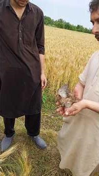 Shikar he shikar new batair #villagelife #harehunting #farming #farming #vlogs #funny #vide
