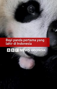 140K views · 3.2K reactions | Rio adalah bayi panda pertama yang lahir di Indonesia. Orang tua Rio adalah Hu Chun dan Cai Tao yang dikirim ke Indonesia pada 2017 lalu lewat program kerja sama pemerintah China dan Indonesia. Kelahiran Rio juga merupakan hasil kerja sama Indonesia, China dan Jerman. Rio kini sudah berusia satu bulan dan dalam kondisi sehat. Tetapi saat ini, dia belum bisa diperlihatkan pada publik. | BBC News Indonesia | Facebook