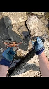 94K views · 1.2K reactions | These were some of the biggest green crabs I’ve ever seen #crabs #crabhunting #interesting | Fish RI | Facebook
