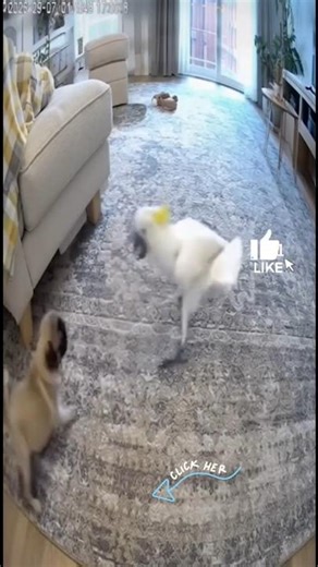 Angry Puppy Gets Pranked by a Cockatoo