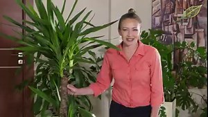 28K views · 869 reactions | Juka - uprawa i pielęgnacja. Przesadzanie i nawożenie juki. Zapraszamy | Ogród na co dzień | Facebook