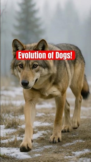 Evolution of Dogs 🐶! 300 million years in 30 seconds