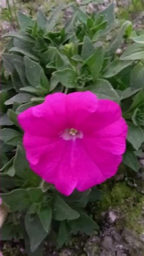 phool hi phool 🌹