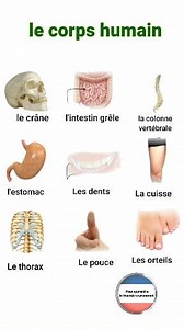 528K views · 8.1K reactions | Parties du corps humain en  français #reelsfcb #vidéo #FrcbookReels #france #apprendrefrançais #learnfrrnch #frenccourse #followrs #chatGpt #learnlanguages #viralreels #fyp Pour apprendre le français couramment | Pour apprendre le français couramment | Facebook