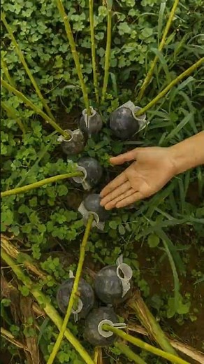 Air Layering Multiflora Rose for Strong Rose Rootstock #farminglife #farming
