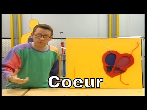 Pourquoi le coeur est-il composé de deux parties ? - C'est Pas Sorcier