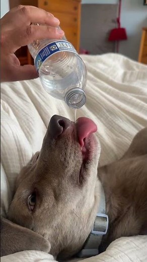 😂 TRY NOT TO LAUGH AT THESE DOGS 🐶 #shrots #viral #dog #pets #animals