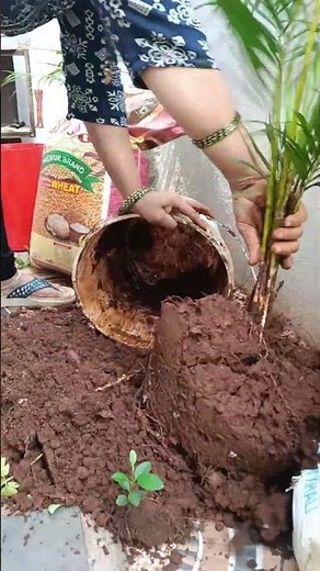 How to Repot a Palm Plant 🌴 #palmplant #repotting #plantcare
