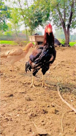 Our king is outside🔥👑#aseelmurga#viralvideo#birds#youtubeshorts #unfrezzmyaccount