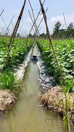 Efficient Irrigation Techniques for Vegetable Farms