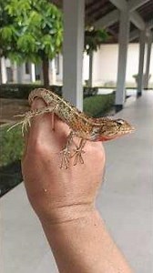 Big Lizard #reptiles #lizard #chameleon #triokrucil