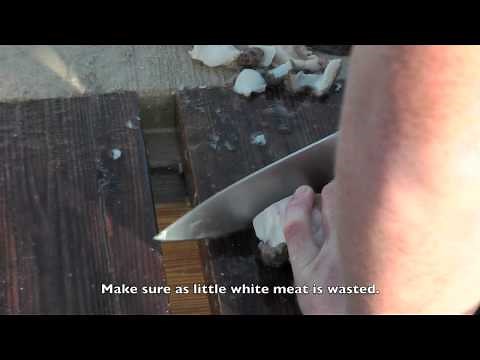 How to Prepare and Cook Conch: 4 tasty Methods