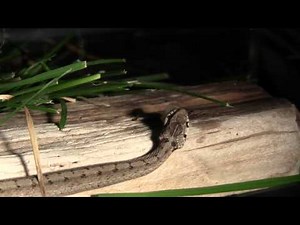 Brown Snake vs Slug Feeding
