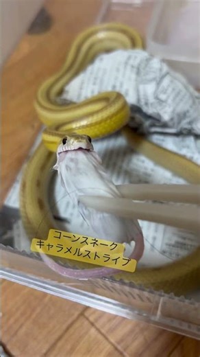 今日も美味しいマウス#コーンスネーク#爬虫類 #shorts #snake #捕食シーン #ボールパイソン