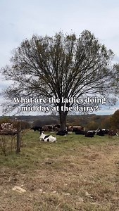 186 reactions · 6 comments | Busy day for the ladies over here…  Our cows spend all day on pasture until it’s time for milking & then head back out to pasture when they’re done! They stay busy with their lounging & snacking schedule. #dairycows #cattle #hatcherfamilydairy #dairyfarm #localfarm #collegegrove | Hatcher Family Dairy | Facebook