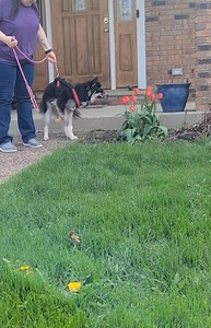 2K views · 13 reactions | Adopt A Husky, Inc. on Reels | Facebook