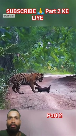 "I didn' know they could do that! 😳 "Pure Power. Pure Tiger. 🐅" #TigerRare" #animals #tiger #viral