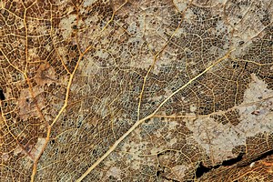 Wardley Mapping in Obsidian