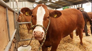 5.5K views · 88 reactions | Check out the highlights from the first day of this year's Royal Cornwall Show. See you tomorrow Cornwall, for more of the same. Find full show information and buy your tickets online here > www.royalcornwall.co.uk | Royal Cornwall Show | Facebook